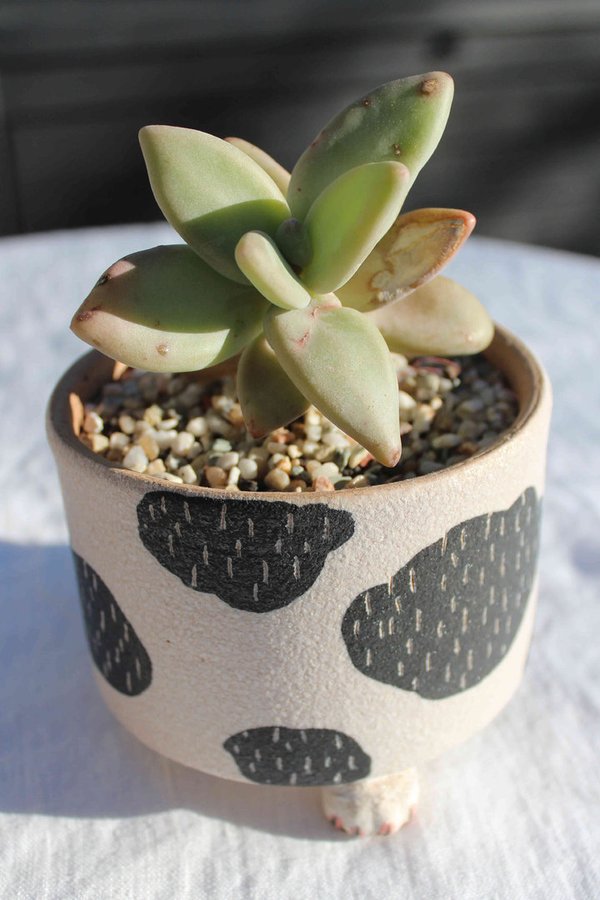 Pachyphytum Werdermannii  with Cow-print Cat-paw Pot