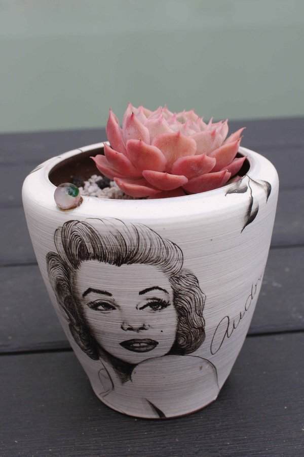 Echeveria Onslow with Marilyn Monroe Pot
