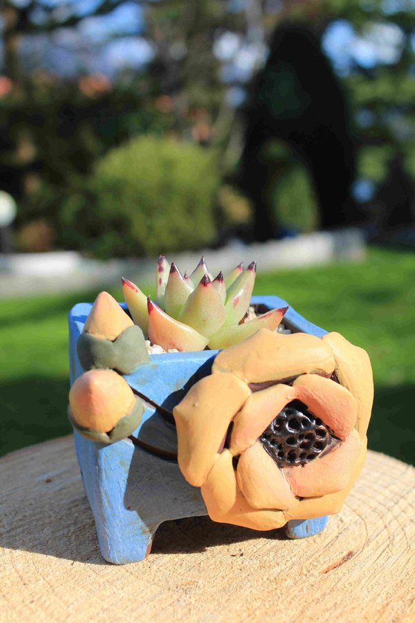 Echeveria agavoides sp with Blue 3D Flower Pot