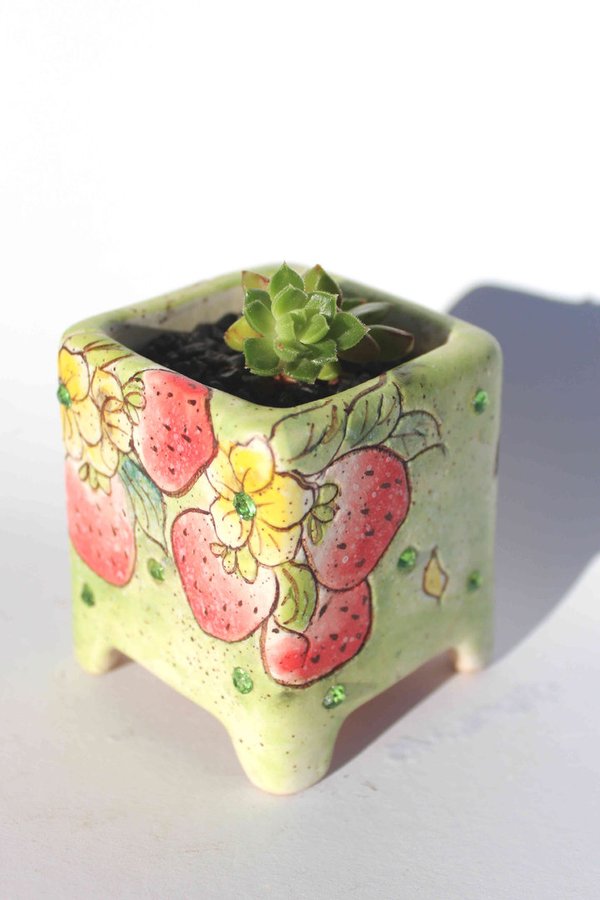 Sedeveria 'Letizia' with Green Strawberries Squared Pot