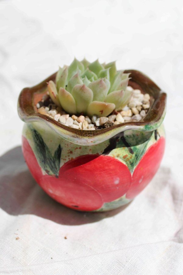 Echeveria hybrid with Hand-painted Red Fruits Pot